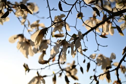 Nikon NIKKOR Z MC 50mm f/2.8 | Compact macro prime lens for