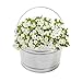 Behrens 4.25 Gallon Galvanized Steel Pail (1 Pail)