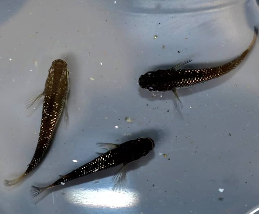 Amazon | めだか 令和ブラックダイヤメダカ 若魚〜成魚 1ペア+α Amazon | めだか 令和ブラックダイヤメダカ 若魚〜成魚 1ペア+α