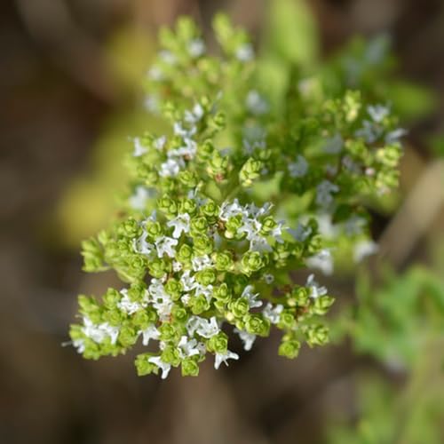 Semillas de mejorana - semillas de silvestres Origanum majorana - de balcón del jardín de variedades antiguas 150pcs