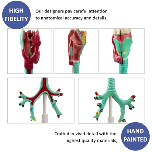 Image of VAR479 Human Larynx, Trachea and Bronchi Model | Life Size | 2 - Part | Respiratory System Anatomical Model