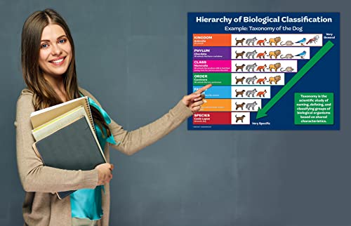 Zoco - Biology Poster - Hierarchy Of Biological Classification - Taxonomy - Science Poster - Science Teacher Supplies For Middle High School Classrooms - Laminated, 17 X 22 Inches #TOP4
