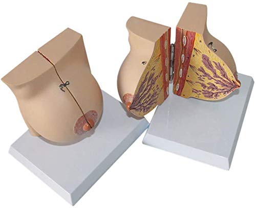 Seins Féminins Modèle Anatomique Seins en Modèle De Structure Modèle Gynécologique Matériel D'Enseignement Médical