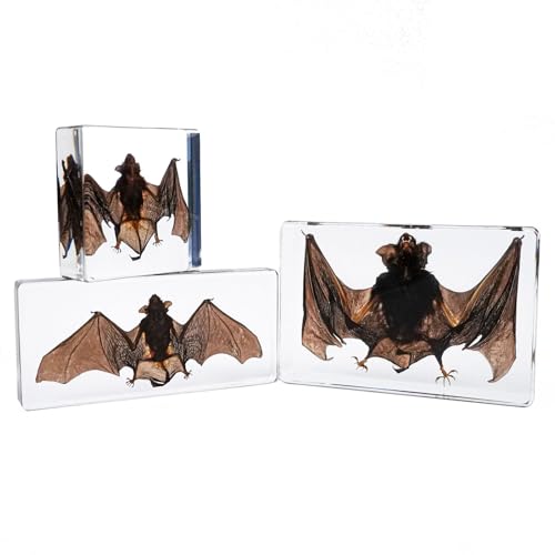 Image of Taxidermy Bat, Real Insect Bat Specimens in Resin for Closer-Look & Study in Safe Healthy Manner, Novelty Fun & Educational for Classroom, Home Office Display Decor (3pcs of M, L, XL Sizes)