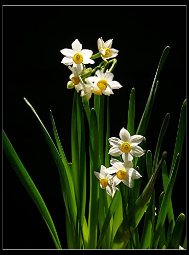 Narcisi, narcisi, piantare bulbi di narcisi, adatti per piantare in vaso o in giardino
