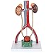 Axis Scientific Anatomy Model of Male Urinary System - Features Kidneys with Adrenal Glands, Ureters, and Bladder - Includes Detailed Product Manual