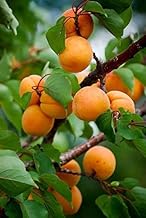 HEALTHY VIBE Organic Apricot Fruit Plant | Live Plant for Balcony, Terrace & Home Gardening | High Yield Fresh Juicy Apricots | Easy Growing Outdoor & Indoor Plant