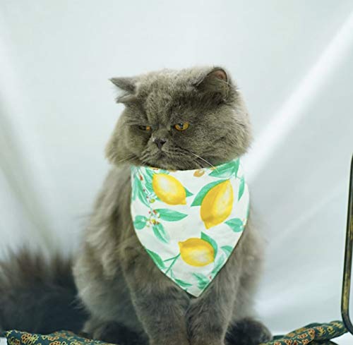 See full amazon price history chart for For The Fur Kids Tie On Bandana for Puppies and Cats (Multi-Coloured) For The Fur Kids Tie On Bandana for Puppies and Cats (Multi-Coloured) (B091PXXN91) Amazon Price History, Amazon Price Tracker