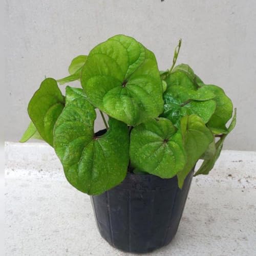 長芋 自然薯 じねんしょ 抜き苗5本 山芋 種芋 むかご野菜苗 グリーンカーテンのサムネイル