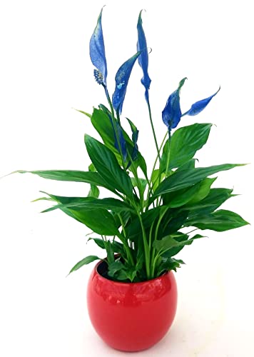 POWERS TO FLOWERS - SPATIFILLO MULTIFLORA COLOR LIFE BLU IN VASO CERAMICA ROSSO SFERICO 12cm, altezza 30CM, Pianta Vera