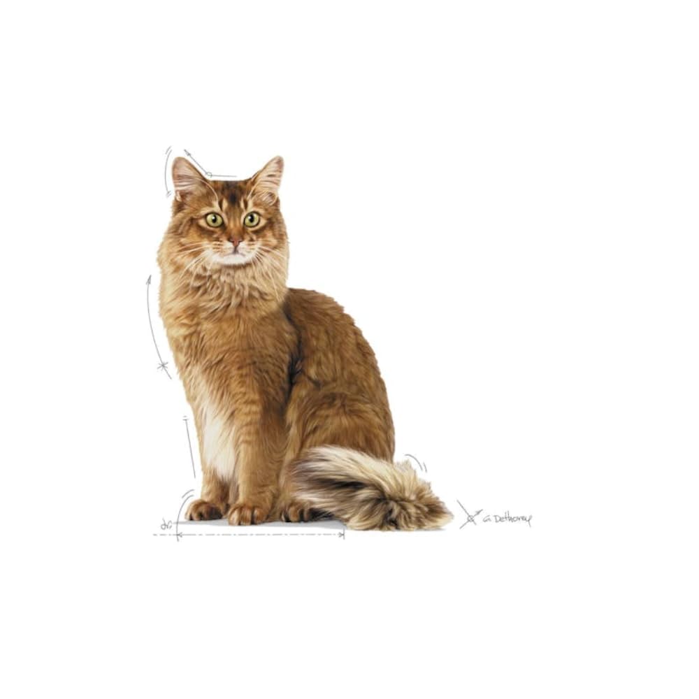 ROYAL CANIN Light Weight Care | Paquete de 4 | 4 x 400 g | Pienso para Gatos Adultos | Recomendado para limitar el Aumento de Peso | para el Mantenimiento de la Masa Muscular | con L-Carnitina