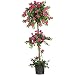 Nearly Natural 5228 Mini Bougainvillea Topiary Beauty, 5-Feet