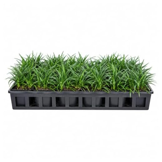 Dwarf Mondo Grass (Ophiopogon Japonicus 'Nana') 18 Count Flat, 3.5" Pots