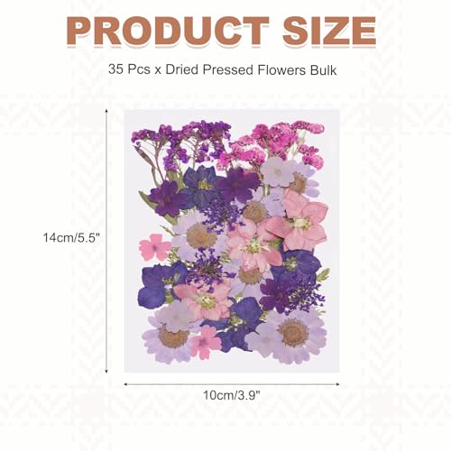 PATIKIL 35 Pcs Hojas de Flores Secas Prensadas Naturales miniatura 2