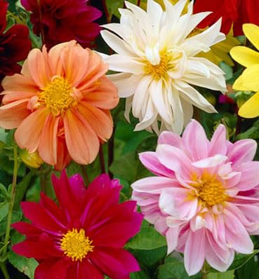 Votaniki Dwarf Dahlia Rainbow Mix Tubers - Perennial, Showy Blooms, Mixed Dahlia Tubers for Planting | Large Blooms, Summer Flowers, Easy to Grow (3 Pack) Votaniki Dwarf Dahlia Rainbow Mix Tubers - Perennial, Showy Blooms, Mixed Dahlia Tubers for Planting | Large Blooms, Summer Flowers, Easy to Grow (3 Pack)