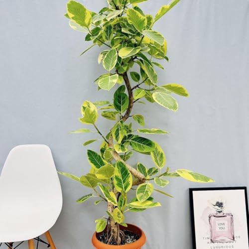 フィカス 大型 10号 観葉植物」の人気商品一覧 | 安い商品を通販