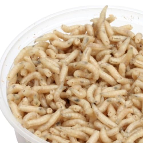 Maden Fleischmaden gekühlt Angelmaden Angelköder 2 Kleine Dosen je ca 125 ml mit Kühlpack