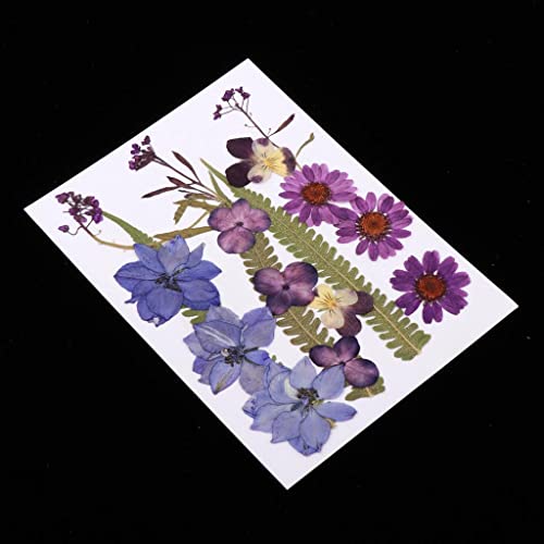Flores secas prensadas naturales mezcladas para manualidades miniatura 2
