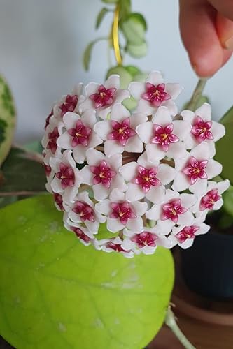 Image of Hoya Carnosa Live Plant - Healthy Hanging Indoor Plant, Easy Care, Air Purifyingflower plant - Pack of 1