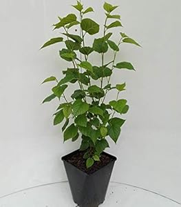 Artländer Pflanzenhof Zwerg-Maulbeere Mulle im Topf