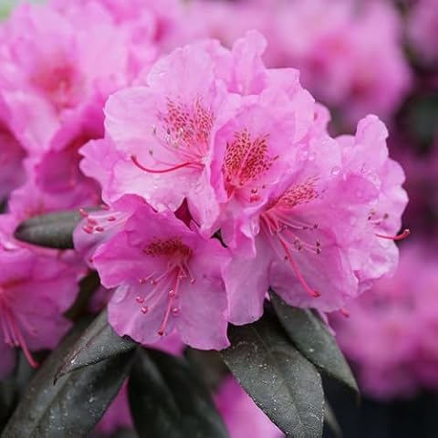 Purple Rhododendron by JAFAG Cover