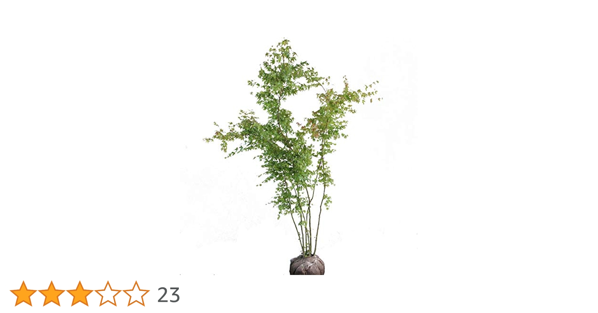 41hPx8TCyUL.jpg_BO30,255,255,