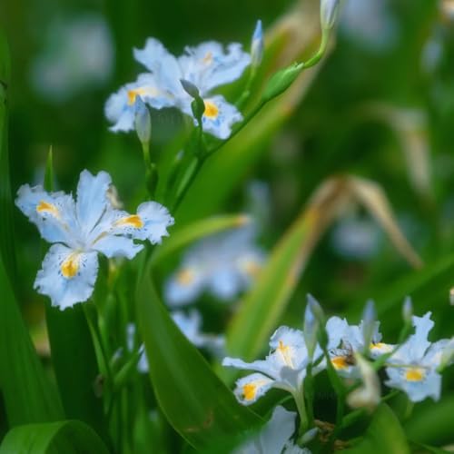 semi di iris, semi di Iris tettoria, semi di campo da giardino biologici decorazione del giardino per esterno 600pcs