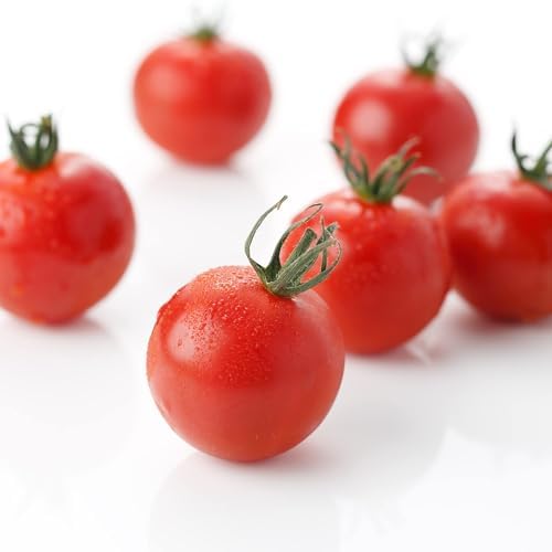 Tomato Plants, 'Sweet Million', 12 x Plug Plant Pack, Tomato Plants Ready to Plant Now, Tomatoes, Fresh and Sweet, Gardeners Favourite, Excellent Flavour, Garden Ready, Premium Quality Tomatoes