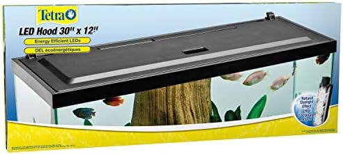 areca palm cat friendly