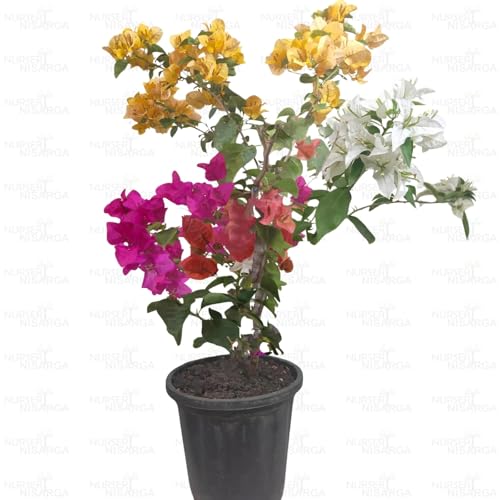 Image of Multi-Grafted Bougainvillea Live Plant with Pot | Bougainvillea Flowering Plant Live | Outdoor Ornamental Plant for Home Garden Terrace Balcony