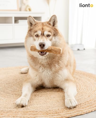 lionto Kaffeeholz für Hunde, Größe XL, 100% natürliches Robustes Kauspielzeug für gesunde Zähne, umweltfreundlicher Kauknochen für Welpen, langlebig & splitterarm, für Hunde bis 40 kg