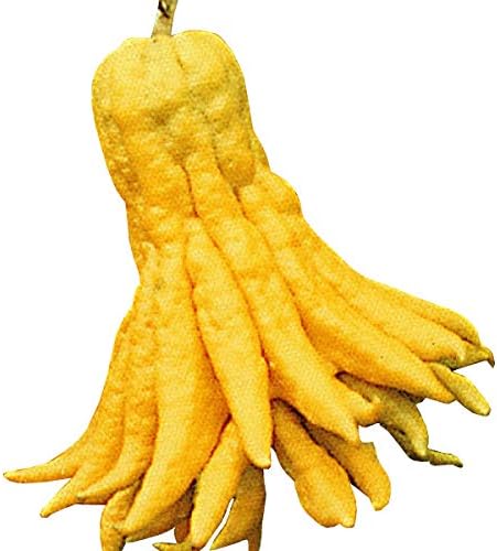 Amazon 国華園 果樹苗 カンキツ 仏手柑 1株 21年春商品 果物