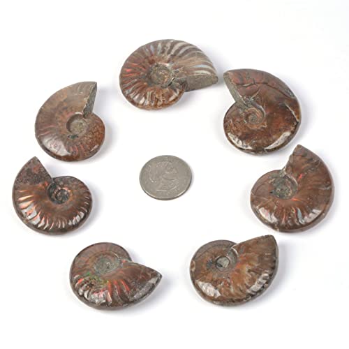 Image of Natural Ammonite Fossil Shell - Madagascar