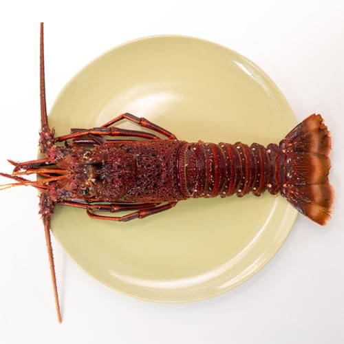 オーストラリアイセエビ オーストラリア産 冷凍 約450g 一尾 お刺身可 スパイニーロブスター spiny lobster