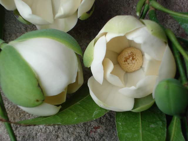 Magnolia coco live plant