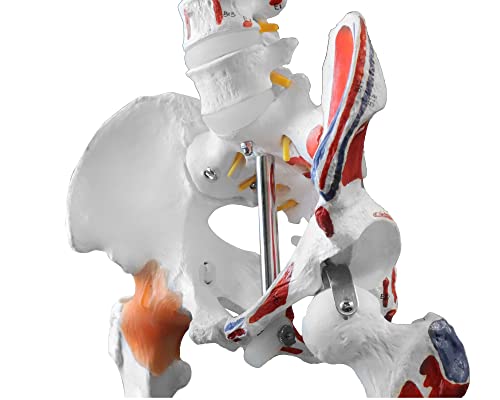 Image of B10215-DC Medical Grade, Full Size Skeleton W Hand Painted Muscles & Ligaments | Thick Zip Dust Cover | Skeleton Wired for Natural Movement | Mounted on Roller Stand W Manual