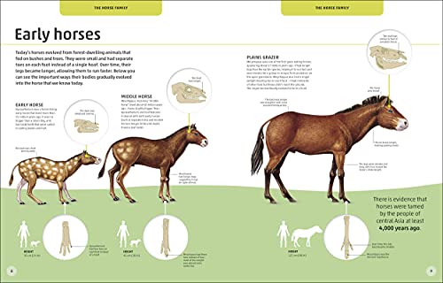 Horses & Ponies: Everything You Need to Know, From Bridles and Breeds to Jodhpurs and Jumping!