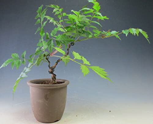 Amazon | 盆栽 ノウゼンカズラ（オレンジ花）盆栽仕立ての鉢植え | 盆栽