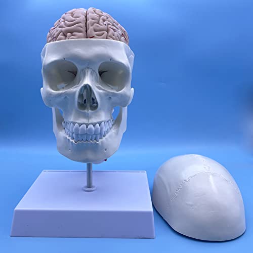 Image of Human Skull and Brain with Cervical Vertebra Anatomy Model, Life Size Anatomical Model for Science Classroom Study Display Teaching Model