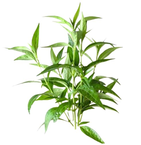 A D Food & Herbs Chirayata Powder/Bitterstick/Kalmegh/Andrographis paniculata/Swertia Chirata Powder Pure and Natural Combo Packs (50 Gms x pack of 3) - Image 5 thumbnail