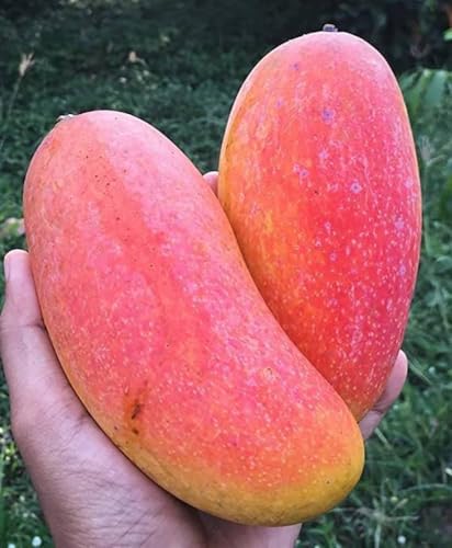 Image of Fast-Growing Thai Mahachanok Mango Plant - Enjoy Fresh Mangoes In No Time Fruit After 1.5-2 Years Hybrid 1 Healthy Live Plant (Grafted Plant, 2-3 Feet Height) PB 28
