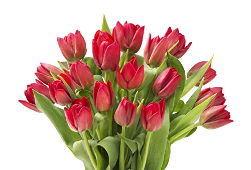 blooms2door prime next day delivery - fall collection - 20 red tulips gift for birthday sympathy anniversary get well thank you valentine mothers day fresh flowers