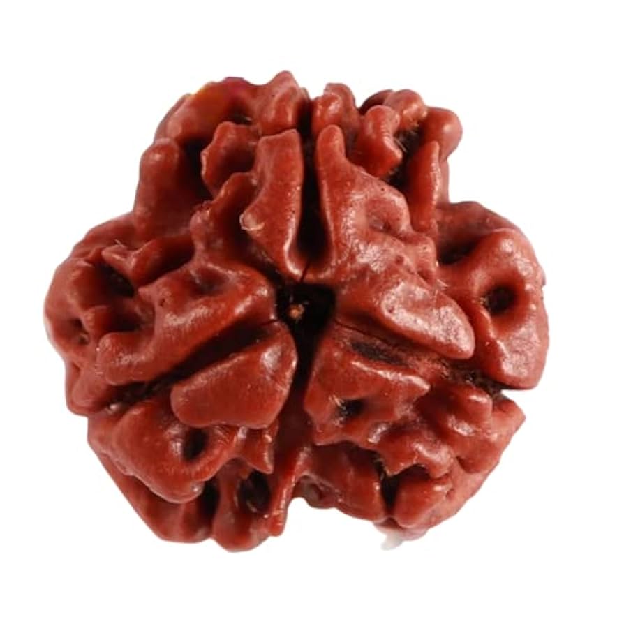 SRT Rudra 3 Mukhi Rudraksha Original Certfied IGL Real Teen Mukhi Rudraksha with Silver Capping 3 Mukhi Rudraksha Nepali Round Shape 3 Mukhi Rudraksh Pendent नेपाली 3 मुखी रुद्राक्ष 3 Face Rudraksha