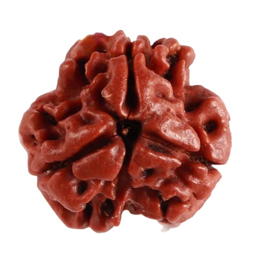 SRT Rudra 3 Mukhi Rudraksha Original Certfied IGL Real Teen Mukhi...