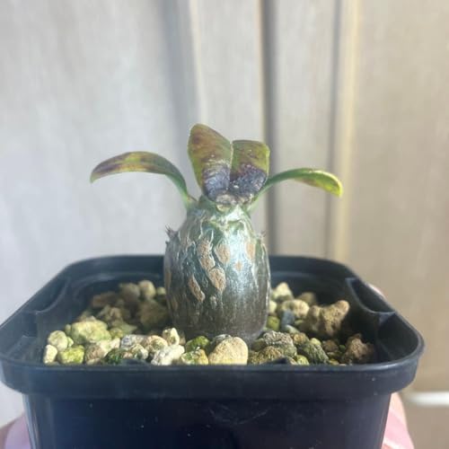 �p�L�|�f�B�E�� �E�B���]���[ ���� �򍪐A�� �R�[�f�b�N�X �T�{�e�� B