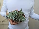 2 ọffér x Sẹnẹcịo Mạndrạlịscạẹ Bluẹ Chạlkstịcks Succulẹnt TY47
