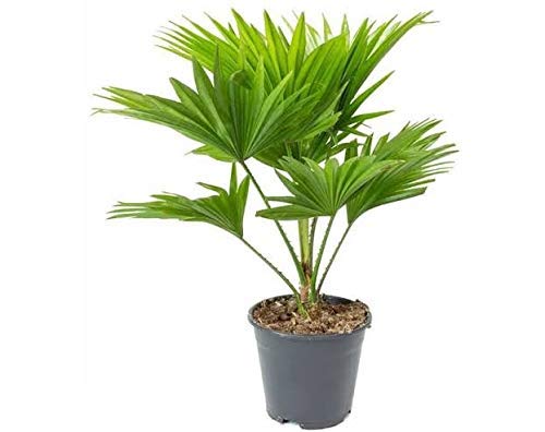 Gurveplantationi® - China Palm Live Indoor Livistona Chinensis Chinese Fan Plant Tree Air Purifying with Pot (Palm Varieties Plant, China Palm) (B0B9BXQX9J) Amazon Price History, Amazon Price Tracker