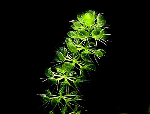 10 Semi Di Aldrovanda Vesiculosa (Pianta Acquatica) – Selezione Italiana + OMAGGIO, Alta Difficoltà