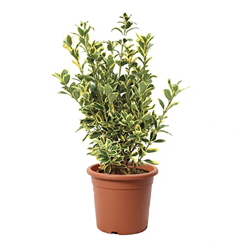 KENTIS - Euonymus Japonicus Bravo - Fusain du Japon Plante Vraie Extérieur Jardin - Plantes de Haie Balcon Terrasse - H 50/60 cm Pot Ø 20 cm