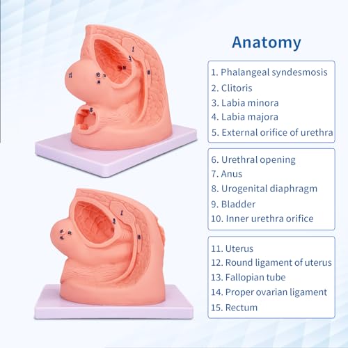 Image of 2Pcs Catheterization Model Male Female, Catheter Model Internal External Genital PVC Anatomy Model Nursing Practice for Medical Clinical Teaching and Practical Training